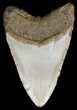 Bargain, Megalodon Tooth - North Carolina #54798-2